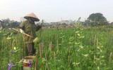 Làng Khương Hạ vào mùa hoa Tết